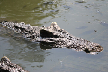 Crocodile in Water: A formidable crocodile, a symbol of strength and survival, navigates the murky waters of its habitat, capturing the raw essence of the wild.