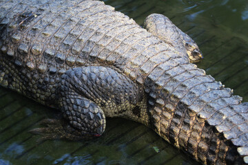 Crocodile Tail Texture: Close-up view of a crocodile's powerful tail, showcasing the intricate texture and pattern of its scales. The dark, textured scales show the animal's robust nature. 