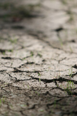 Dry Cracked Earth: Close-up view of parched earth with deep cracks, showcasing the impact of drought and aridity. Tiny blades of grass stubbornly sprout amidst the cracks, symbolizing resilience. 