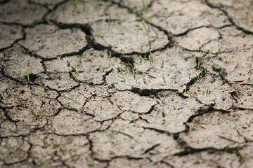Cracked Earth: A close-up perspective on parched earth, revealing a network of fissures, evoking a sense of aridity and the impact of drought. 
