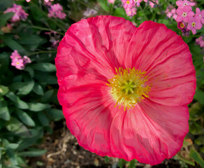 macro of beautiful and vivid red blooming ranunculus