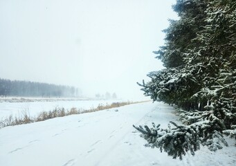 snow covered trees