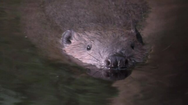 Biber, Castor schwimmt und taucht im naturbelassenen Bach, am Tag, bei Sonnenuntergang