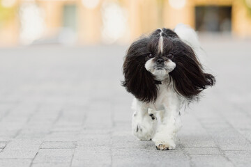 Charming Shih Tzu dog in Outdoor Natural Light Portrait