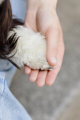 Tender Moment of Human Hand Holding Shih Tzu Paw
