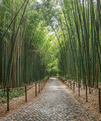 Bamboo alley in garden, city botanical park in Coimbra, Portugal