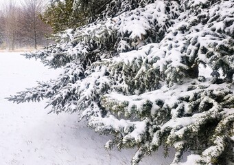 snow covered trees