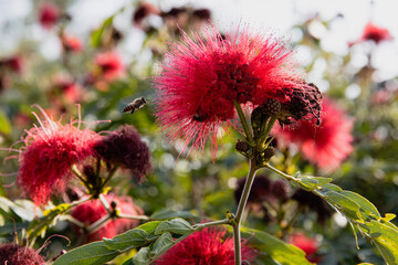 bee and flowers