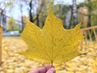 Orange maple leaf in hands, autumn, rain, orange leaf, copy space
