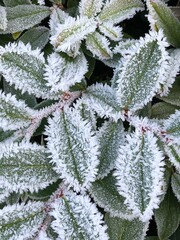 Beautiful natural background of top view of mint leaves covered with the first autumn frost in the early morning in the garden. high quality photo