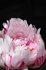 Pink peony in the sun in a black background
