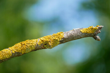 Xanthoria parietina lichen on a tree branch