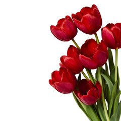 Obraz premium Red Tulips Bouquet Dark Background