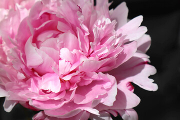 Pink peony in the sun in a black background