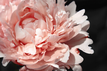 Coral peony in the sun in a black background