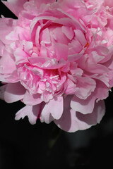 Pink peony in the sun in a black background