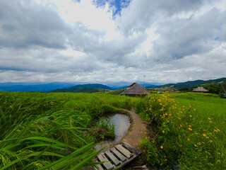 Rice terraces in Mae Chaem, Chiang Mai, Thailand is serene view of green fields fresh air flowing streams and misty skies. Nature's beauty in the winter season invites calm relaxation. photo by phone