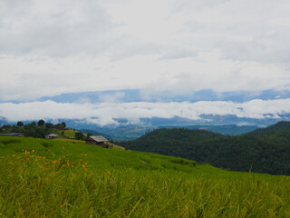 Rice terraces in Mae Chaem, Chiang Mai, Thailand is serene view of green fields fresh air flowing streams and misty skies. Shot by smart phone