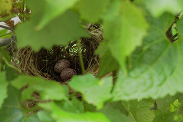 Two small bird eggs rest gently in nest, tucked in nature quiet glimpse into new life and the care...