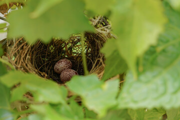 Two small bird eggs rest gently in nest, tucked in nature quiet glimpse into new life and the care...