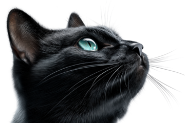 Black cat looking up with striking blue eyes against transparency