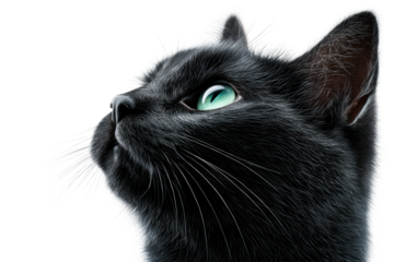 A sleek black cat gazes upward with bright green eyes