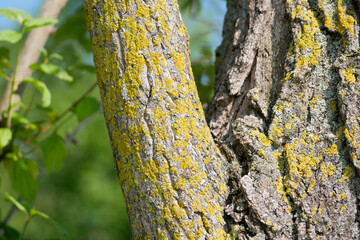 Xanthoria parietina lichen on a tree branch