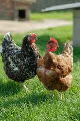 Two free-range hens, one brown and one speckled, forage on green grass under sunlight near a coop.