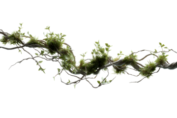 Green vine with moss and leaves on transparent background