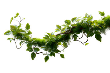 Green vine with leaves and moss creates a lush, natural design