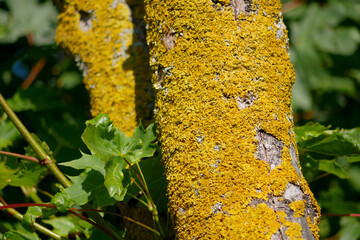 Xanthoria parietina lichen on a tree branch close up