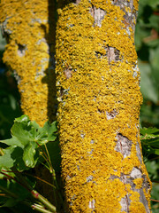 Xanthoria parietina lichen on a tree branch close up