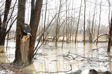 Snowy winter walk in the park