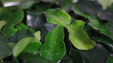 Kaffir lime leaves: Capturing a close-up view, the image shows vibrant green Kaffir lime leaves, showcasing their unique texture, and aromatic essence.