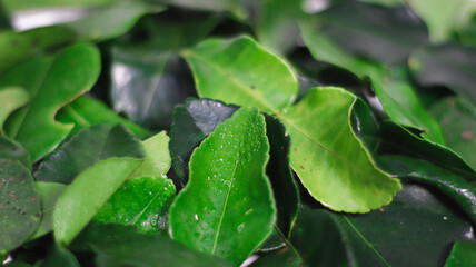 Fresh Kaffir Lime Leaves: This photograph showcases a vibrant pile of fresh, fragrant kaffir lime leaves.