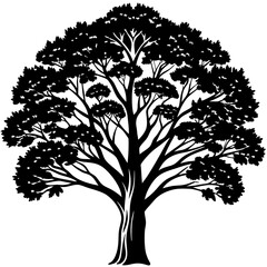 Obraz premium silhouette of tree