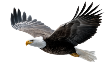 Bald eagle in graceful flight over a clear sky