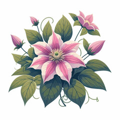 A cluster of pinkstriped clematis blooms with green leaves and curling tendrils on a white background