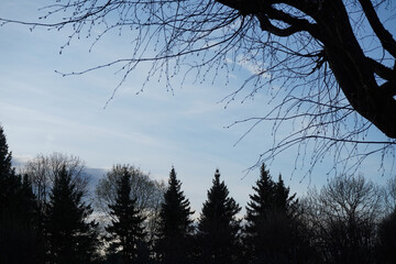 Black  horror trees and  night sky.
