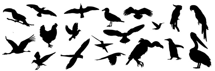 Birds in different poses, in flight, black silhouettes on a transparent background. Birds of different species © MJD_Studio