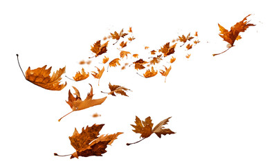 leaf leaves isolated autumn winter season background falling fall platanus tree wid air w