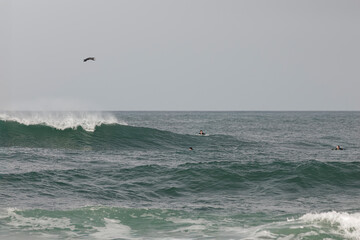  Cormorant in flight over surfers.