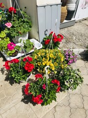 Colorful hanging flower arrangements in a small gardening business