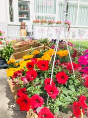 Colorful hanging flower arrangements in a small gardening business