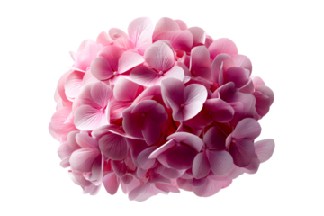 Delicate pink hydrangea cluster with a transparent background