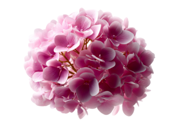 Beautiful pink flowers with soft petals on a transparent background