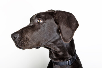 black labrador retriever