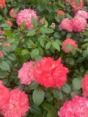 Obraz premium flowers photo by me
