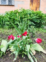 Bright red tulips blooming in a garden during spring season