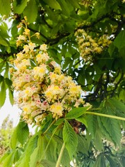 Blossoming Ukrainian chestnut flowers during springtime